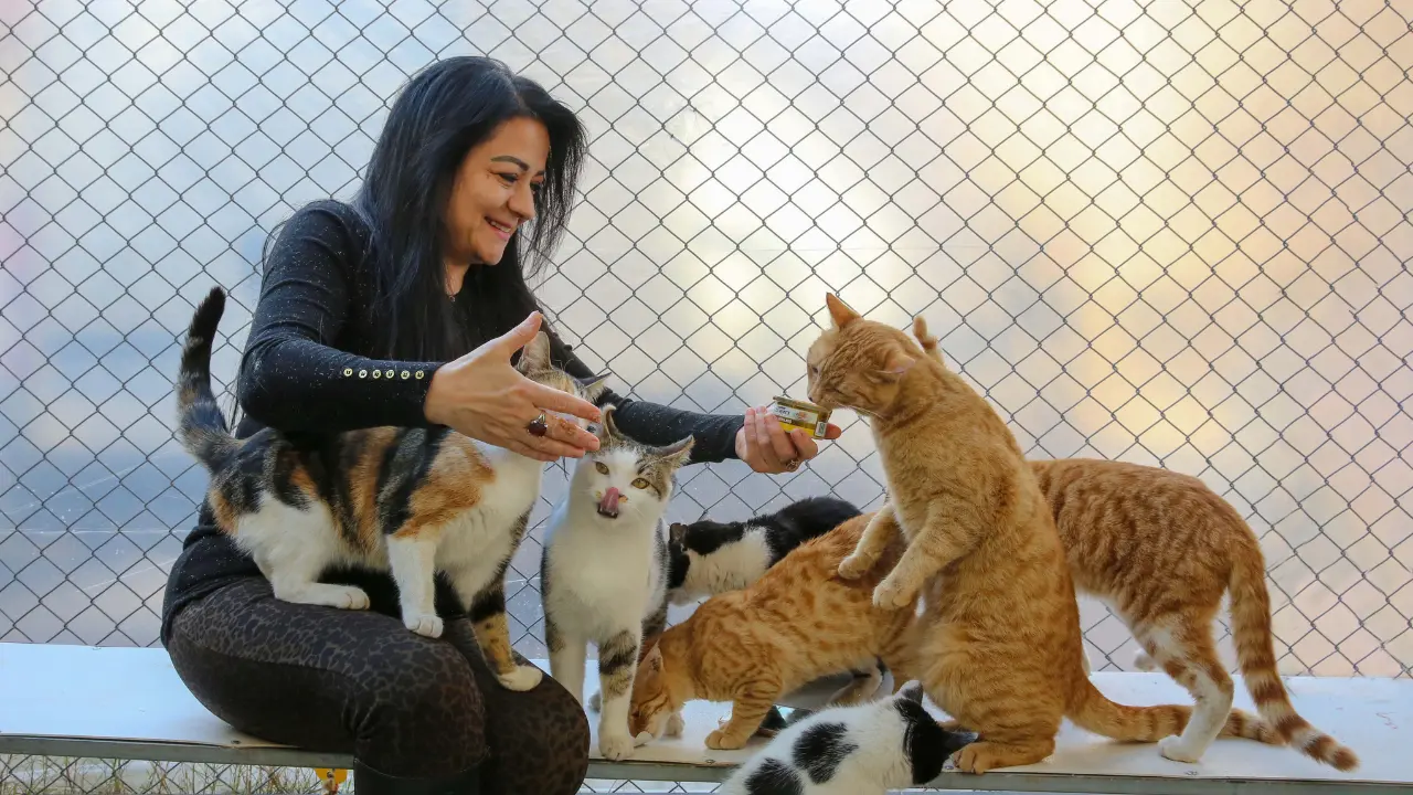 Can Cats Drink Fruit Juice?