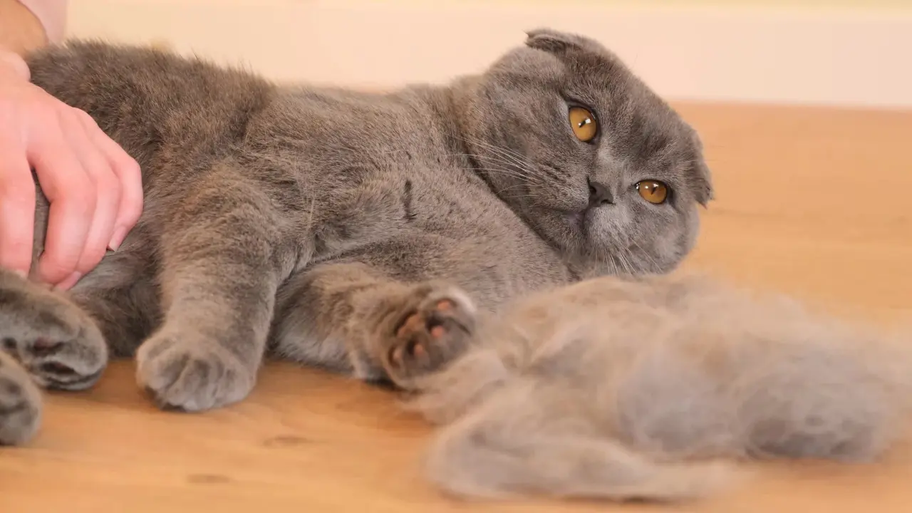 What Side of a Cat Has the Most Fur?