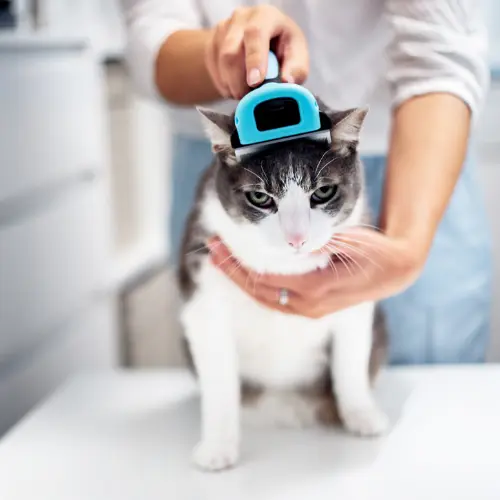 Cat Grooming Services