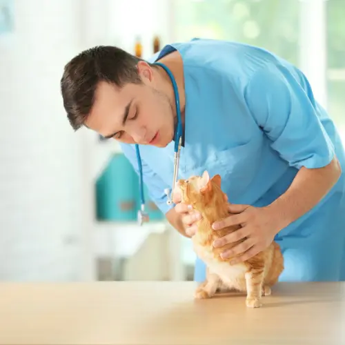 24/7 Emergency Vet Near Me PetXpress