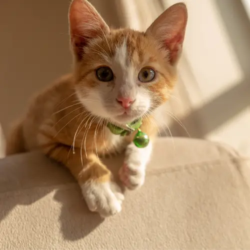 24/7 Emergency Vet Near Me PetXpress