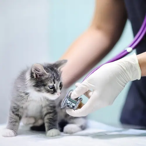 Cat Veterinary Services